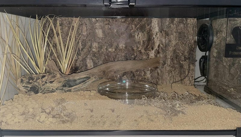 WOLEDOE Fake Desert Dry Grass, Reptile Plants for Terrarium, Bearded Dragon Tank Accessories Habitat Decor fit Crested Gecko Leopard Lizard Chameleon Ball Python Snake - Image 5
